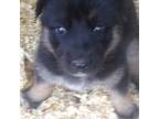 German Shepherd Dog Puppy for sale in Park Forest, IL, USA