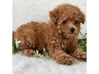 Poodle (Toy) Puppy for sale in Tulsa, OK, USA