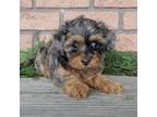 Maltipoo Puppy for sale in Millersburg, OH, USA