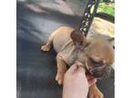 French Bulldog Puppy for sale in Cashton, WI, USA