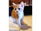 Pumpkin Domestic Shorthair Kitten Male