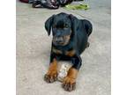 Doberman Pinscher Puppy for sale in Newmanstown, PA, USA