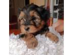 Yorkshire Terrier Puppy for sale in Beaver, PA, USA