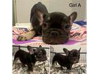 French Bulldog Puppy for sale in Tolleson, AZ, USA
