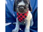 Wirehaired Pointing Griffon Puppy for sale in Colby, KS, USA