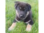 German Shepherd Dog Puppy for sale in Port Royal, PA, USA