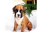 Boxer Puppy for sale in Shippensburg, PA, USA