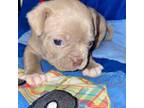 Mutt Puppy for sale in Chickamauga, GA, USA