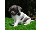 Chiweenie Puppy for sale in Saint Augustine, FL, USA