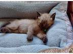 Oak Domestic Shorthair Kitten Male