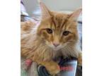 Feisty Domestic Longhair Adult Male
