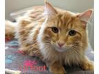 Lil Foot Domestic Longhair Adult Male