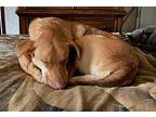 Remy, Retriever (unknown Type) For Adoption In Hopkinsville, Kentucky