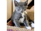 Colonial, Domestic Shorthair For Adoption In Fort Myers, Florida