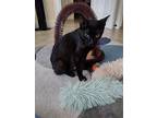 Abbey Road, Domestic Shorthair For Adoption In Satellite Beach, Florida