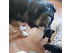 Macy, American Staffordshire Terrier For Adoption In Rosemount, Minnesota