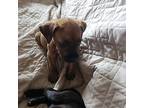 Aaron, American Staffordshire Terrier For Adoption In Rosemount, Minnesota