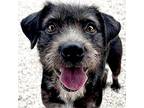 Winn Dixie, Terrier (unknown Type, Medium) For Adoption In Jefferson, Wisconsin