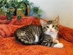 Anakin, Domestic Shorthair For Adoption In Taylor, Michigan
