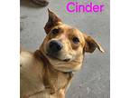 Cinder, Golden Retriever For Adoption In Grove, Oklahoma