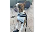 Beau, Boston Terrier For Adoption In Huntington Beach, California