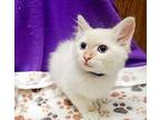 Kitten 25715 (sunshine), Ragdoll For Adoption In Parlier, California