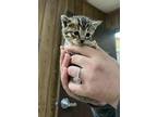 Kitten 25624 (tiger), Domestic Shorthair For Adoption In Parlier, California