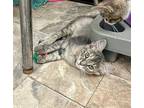 Kitten 25606 (amber), Domestic Shorthair For Adoption In Parlier, California