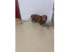 Pippy, Dachshund For Adoption In Greenville, Ohio
