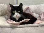 Leilei, Domestic Shorthair For Adoption In Spring Lake, New Jersey