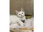 Stilwell, Domestic Shorthair For Adoption In Oakland, New Jersey