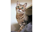 Sushi, Domestic Shorthair For Adoption In Chicago, Illinois