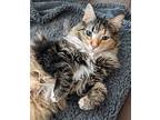 Ivy, Domestic Longhair For Adoption In Buena Park, California