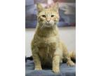 Creeper, Domestic Shorthair For Adoption In Portage, Wisconsin