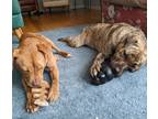 Moonlight, American Pit Bull Terrier For Adoption In Ann Arbor, Michigan