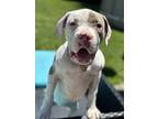 Lola, American Pit Bull Terrier For Adoption In Clinton Township, Michigan
