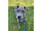 Harriet, American Pit Bull Terrier For Adoption In Richmond, Virginia