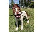 Mocha Decadence, American Pit Bull Terrier For Adoption In Richmond, Virginia