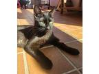 Phoebe, Domestic Shorthair For Adoption In Steinbach, Manitoba