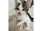 Benny Blanco, Domestic Shorthair For Adoption In Middle Village, New York