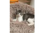 Rigatoni, Domestic Shorthair For Adoption In Middle Village, New York
