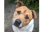 Max, Terrier (unknown Type, Medium) For Adoption In Troutdale, Oregon