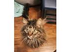 Kensley20, Domestic Mediumhair For Adoption In Youngsville, North Carolina