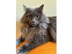 Kenda20, Domestic Longhair For Adoption In Youngsville, North Carolina