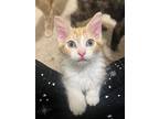 Cheese Doodle24, Domestic Mediumhair For Adoption In Youngsville, North Carolina