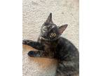 Crystal Caramel24, Domestic Shorthair For Adoption In Youngsville