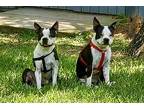 Larry Adopts With Moe, Boston Terrier For Adoption In Plano, Texas