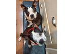 Moe Adopts With Larry, Boston Terrier For Adoption In Plano, Texas