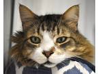 The Fuzz, Domestic Longhair For Adoption In West Seneca, New York
