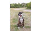 Nessie, Staffordshire Bull Terrier For Adoption In Gainesville, Florida